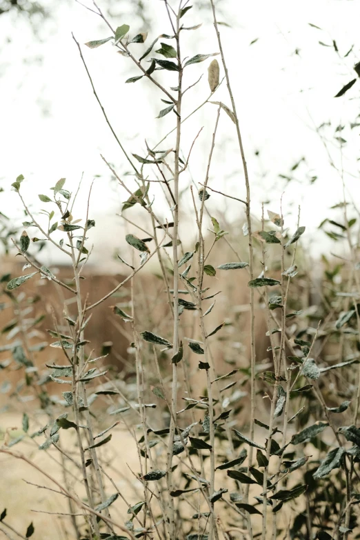 a bare tree in a grassy area with blurry trees in the background