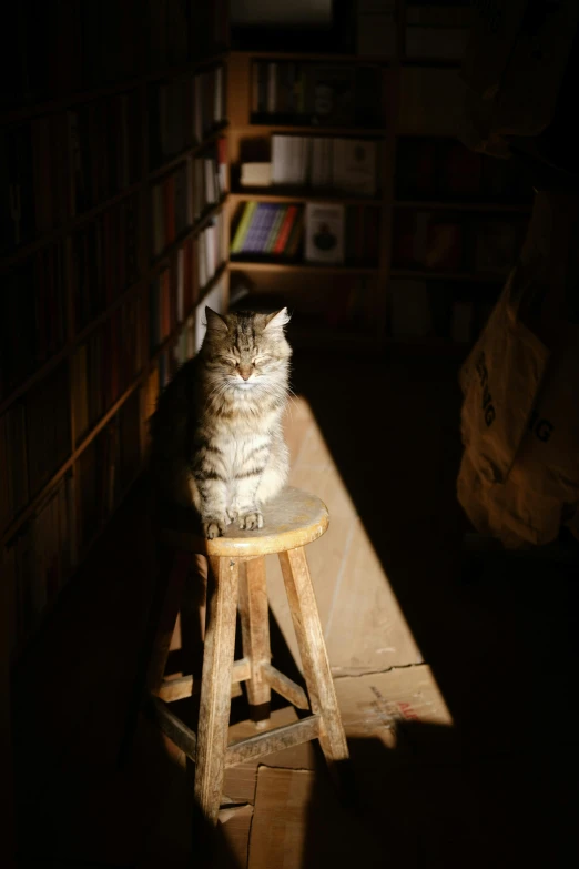 a cat sits on a stool in a dimly lit room