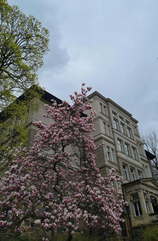 an image of a pink tree in the city