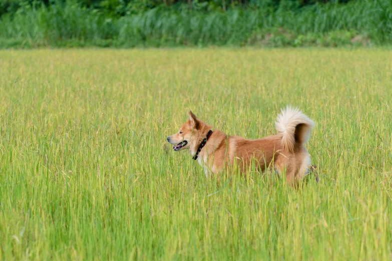 an image of a dog standing in the tall grass