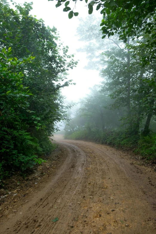 a path is shown in the woods and there are trees