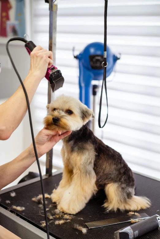 a small dog is grooming another dog in a hair salon