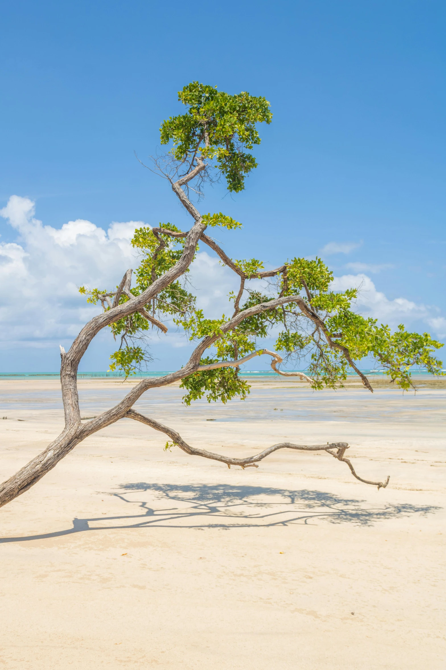 a tree nch bent over and standing in the sand