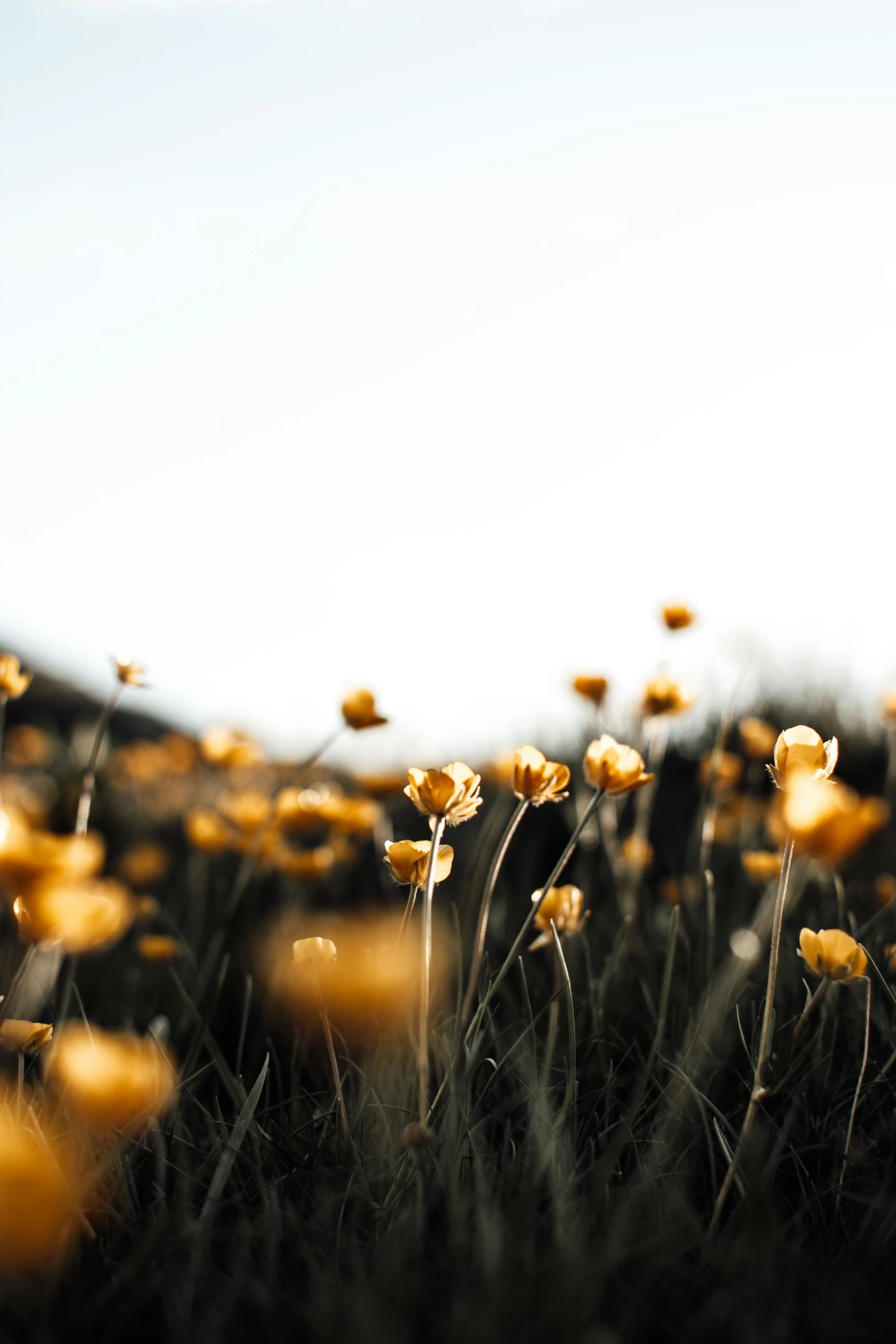 the sun shines on yellow and green flowers