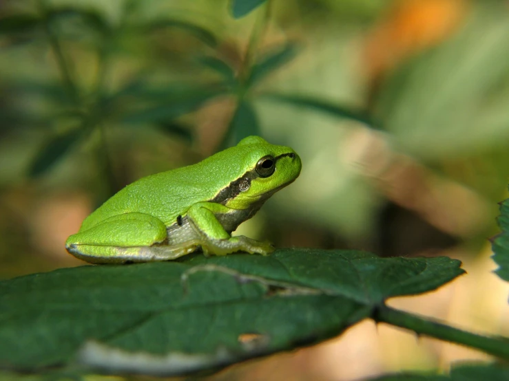 a green frog is sitting on a leaf