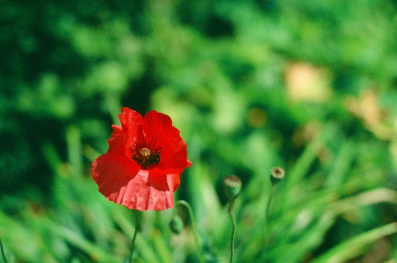 there is a small red flower in the grass