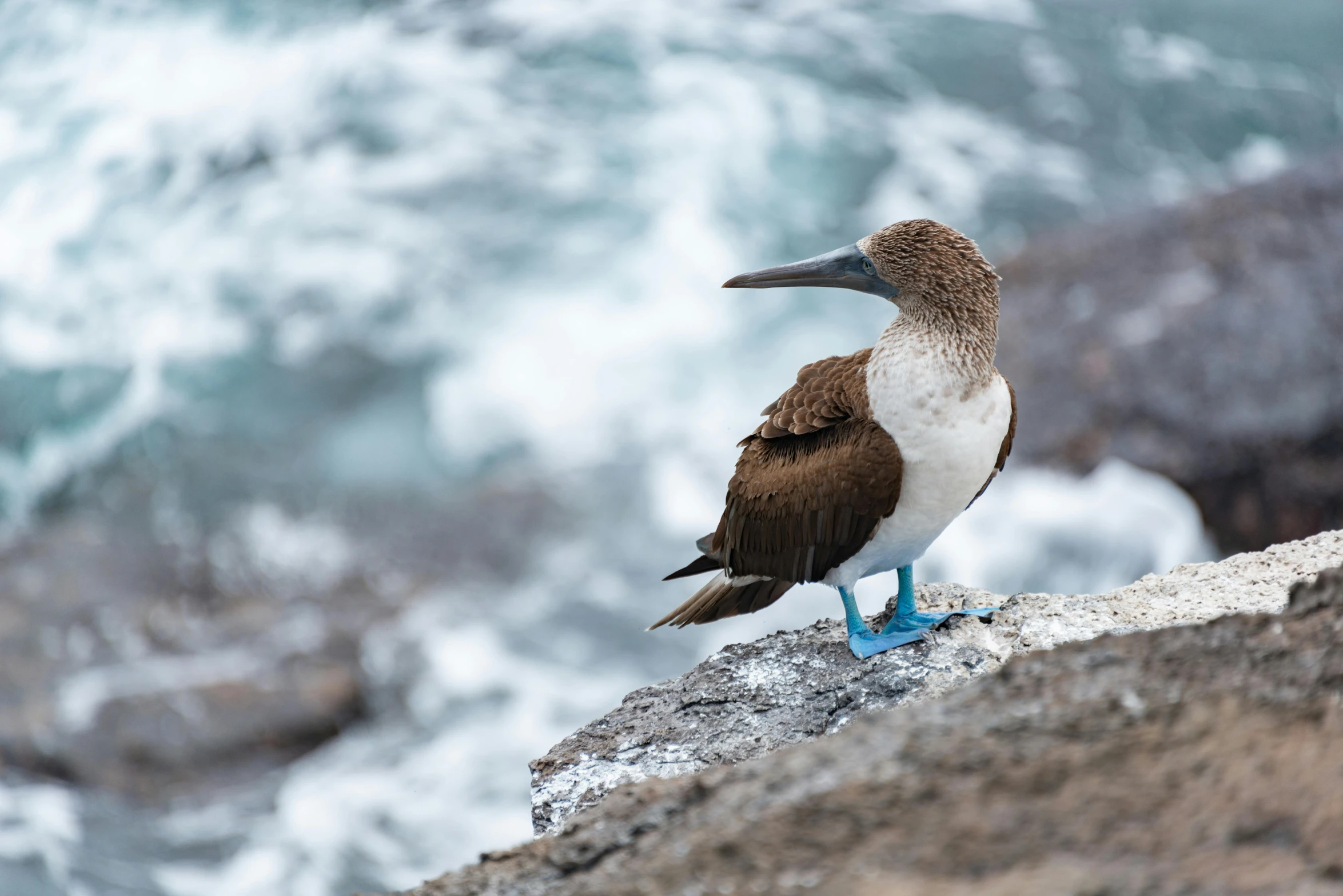 a brown and white bird with a blue foot standing on rocks next to the water