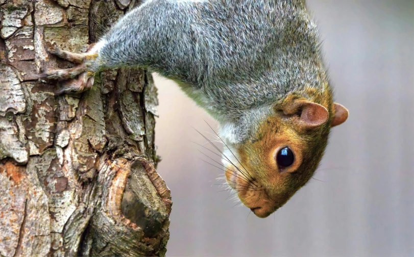 this is a close up view of a gray squirrel climbing a tree trunk