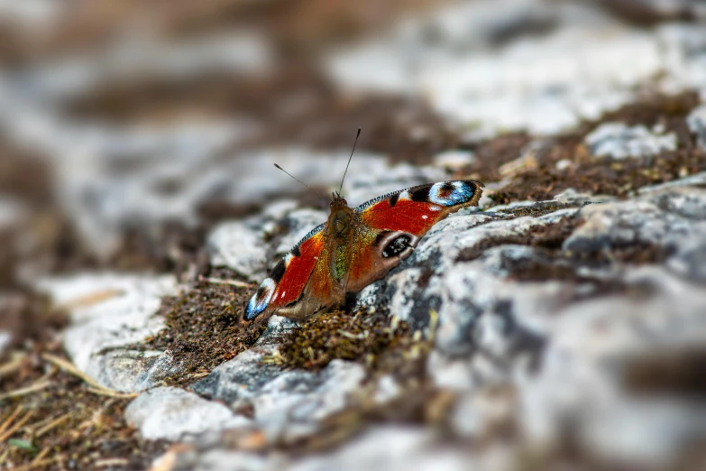 a small, colorful insect sits on the ground