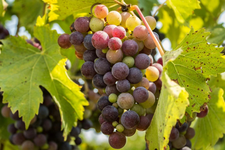 a bunch of gs hanging from a vine