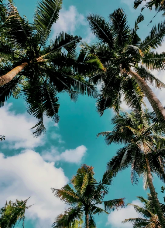 palm trees against a cloudy sky with lots of clouds