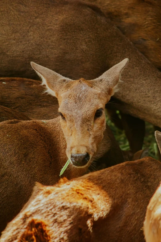 the deer has a very large bush in it's mouth