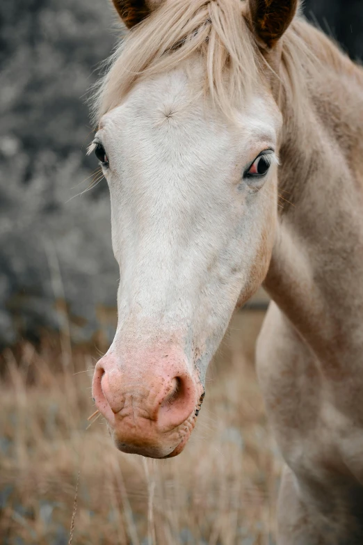 a horse stands in a grassy field, looking forward