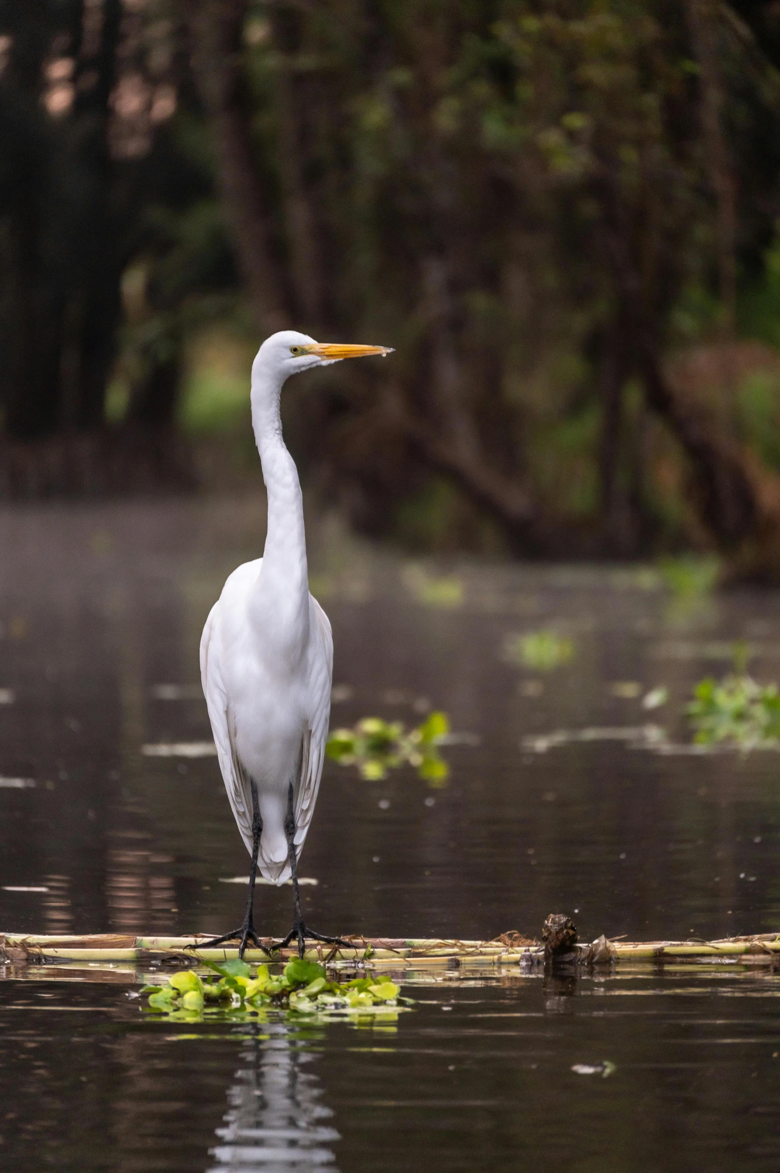 there is a bird standing on a log in the water