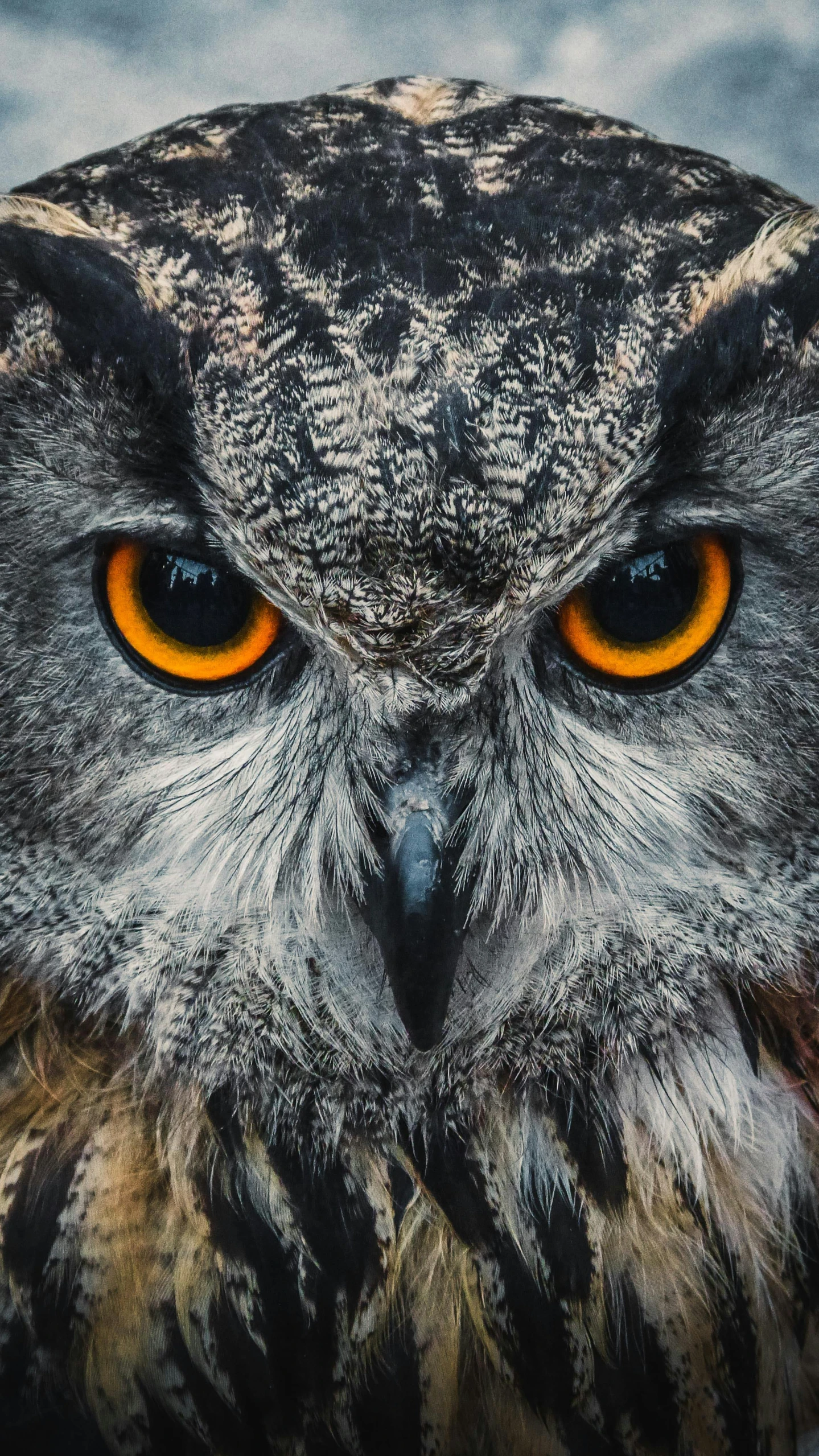 an orange - colored owl with an evil look on its face