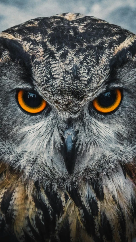 an orange - colored owl with an evil look on its face