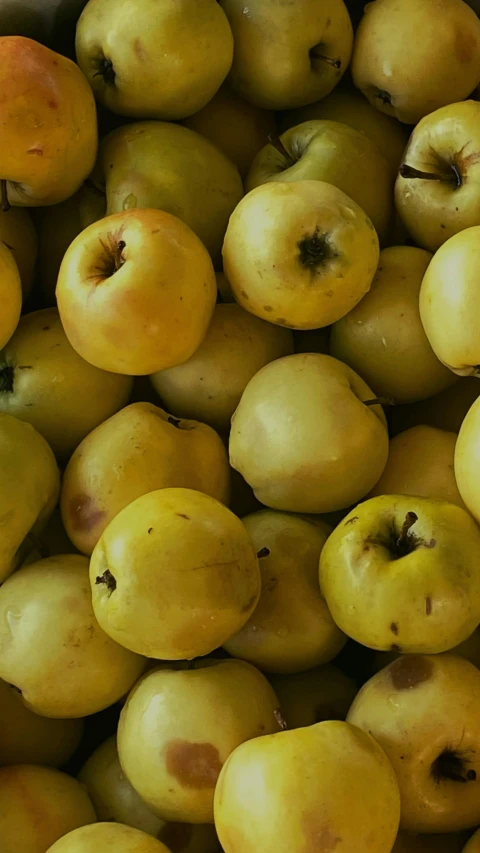 large group of golden colored apples in a pile