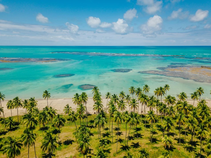 a view of several beachfront trees in an island