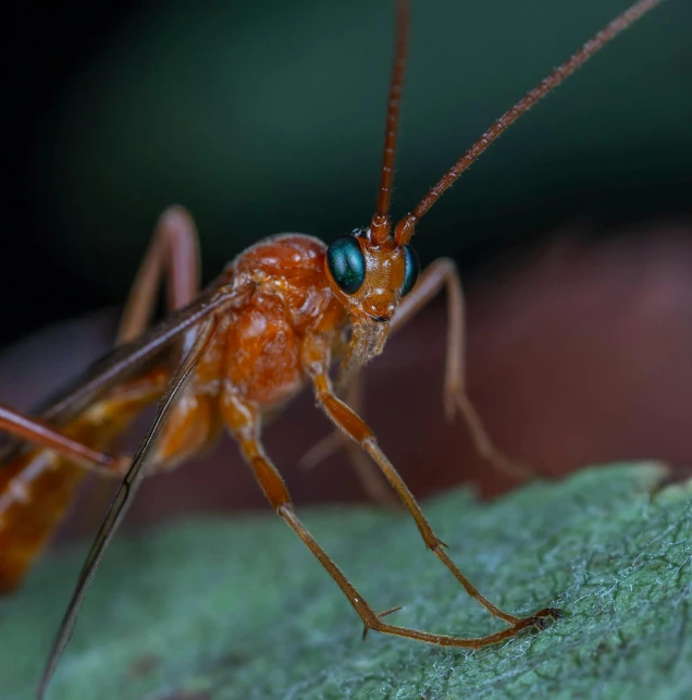 the head and legs of an insect that is orange