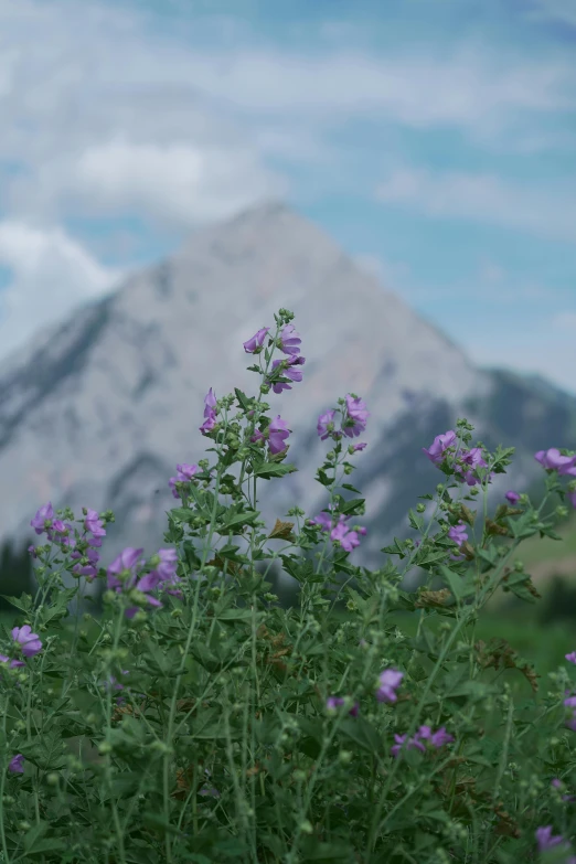 flowers are blooming in front of a mountain