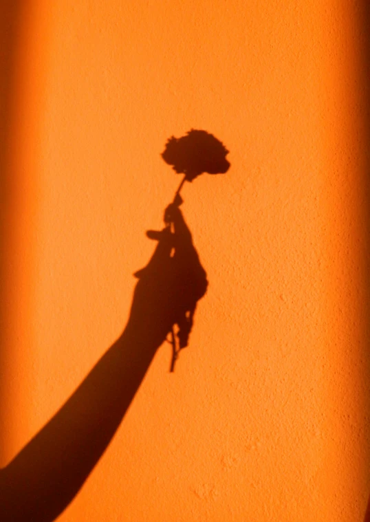 a person's shadow holding the top half of a small flower