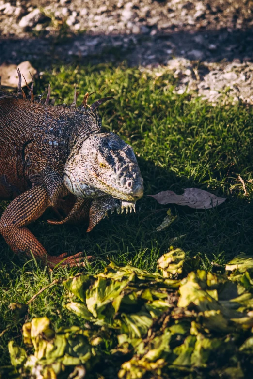 large lizard in grass next to rocks and grass