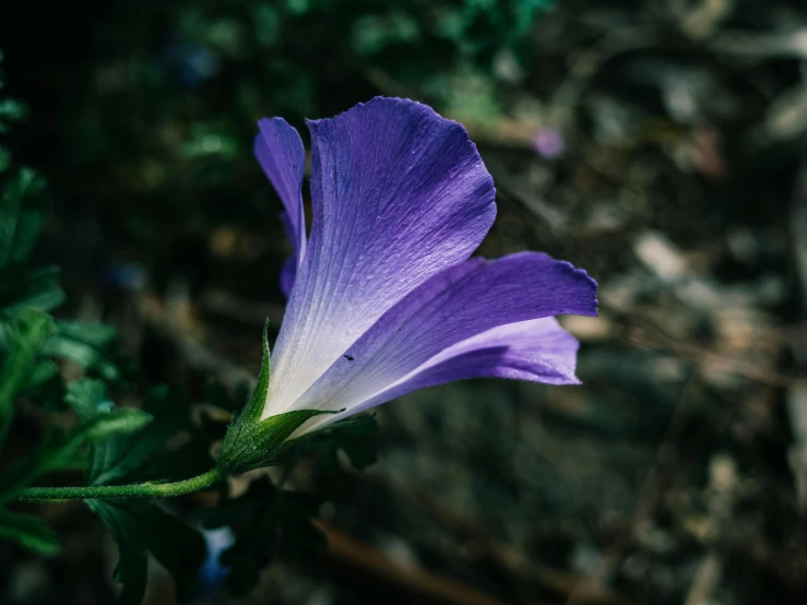 a close up of a flower with green leaves and grass in the background