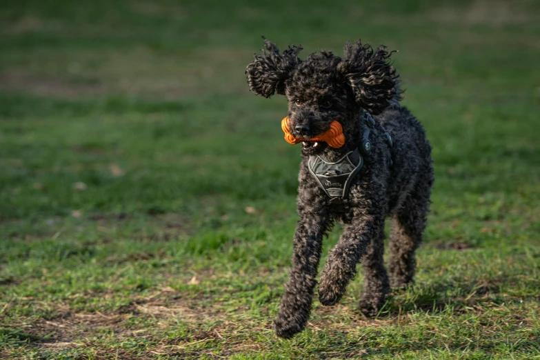 a small brown dog is running with an orange in it's mouth