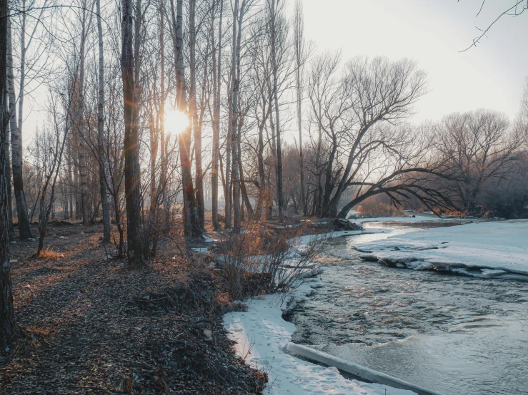 winter scene of trees and snow near river