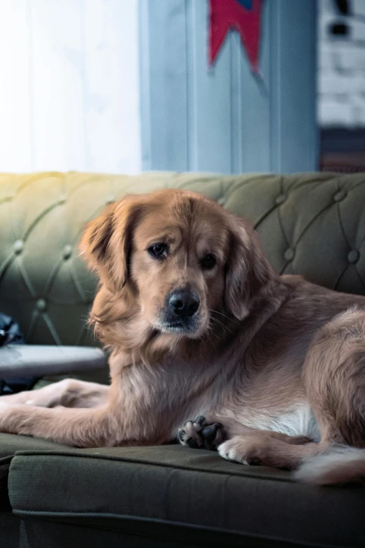 a golden retriever sitting on a couch in a living room