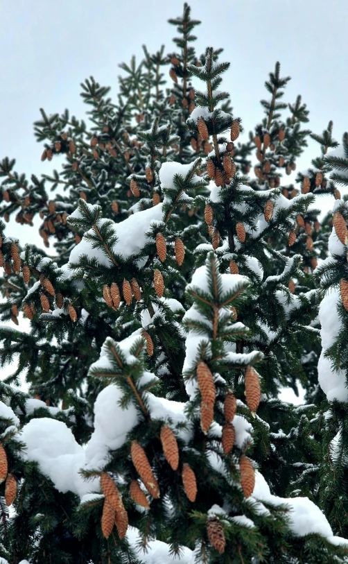 a bunch of pine trees covered in snow