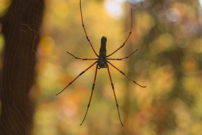 a spider with long legs is on a web