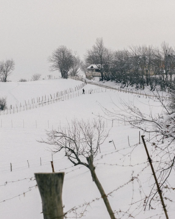 a herd of horses are walking down the snowy hill