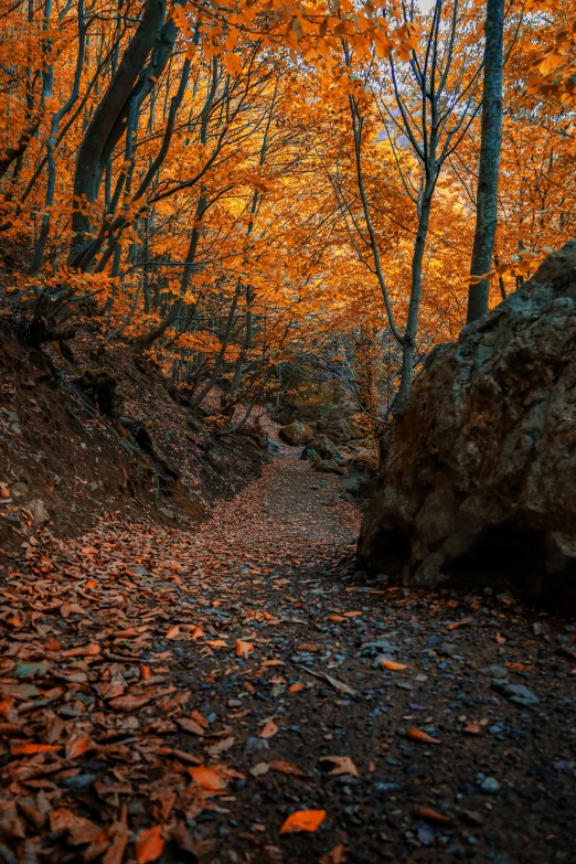 a dirt road with fallen leaves around it