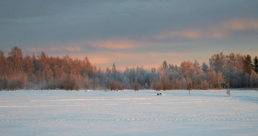 trees in a snowy field during the day