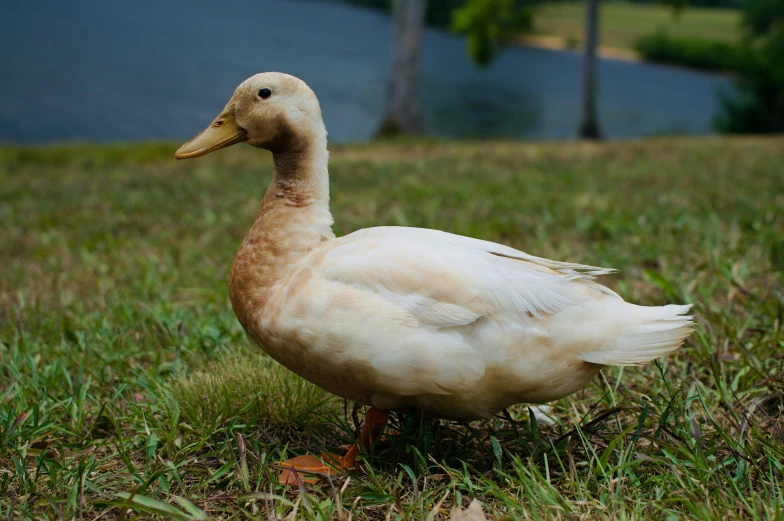 a duck walking across a green field next to water