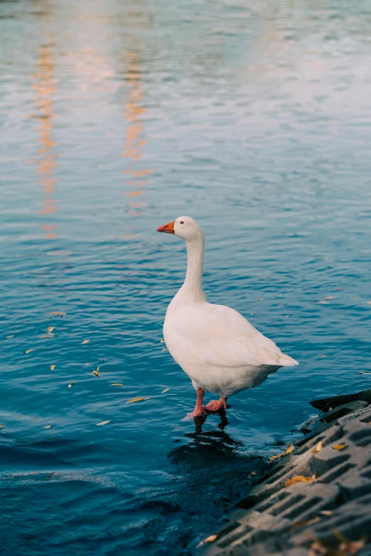 a duck is walking on the water near a boat