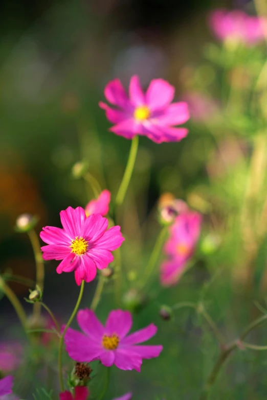 pink flowers are growing outside on the green grass