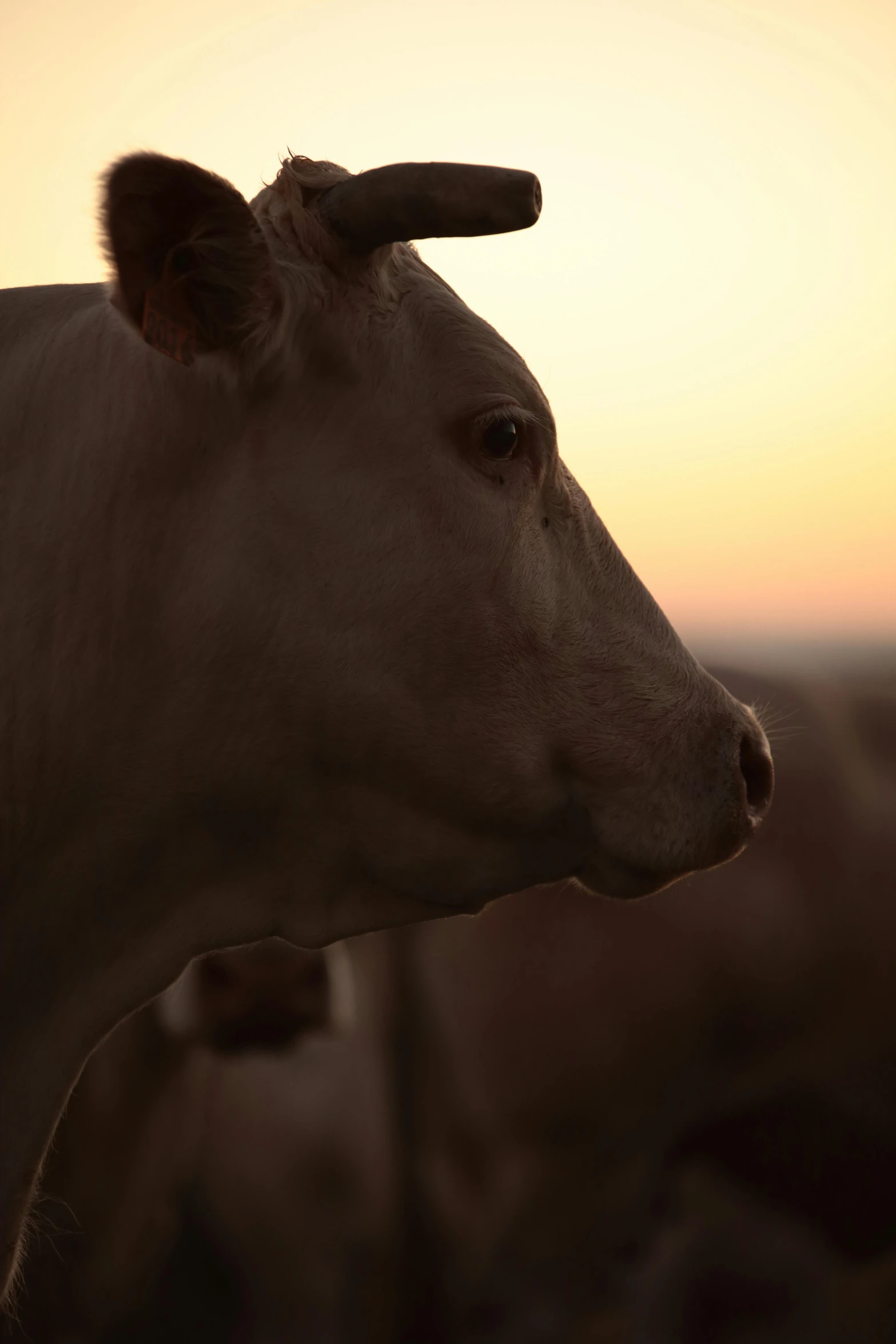 a cow that is looking out to the distance