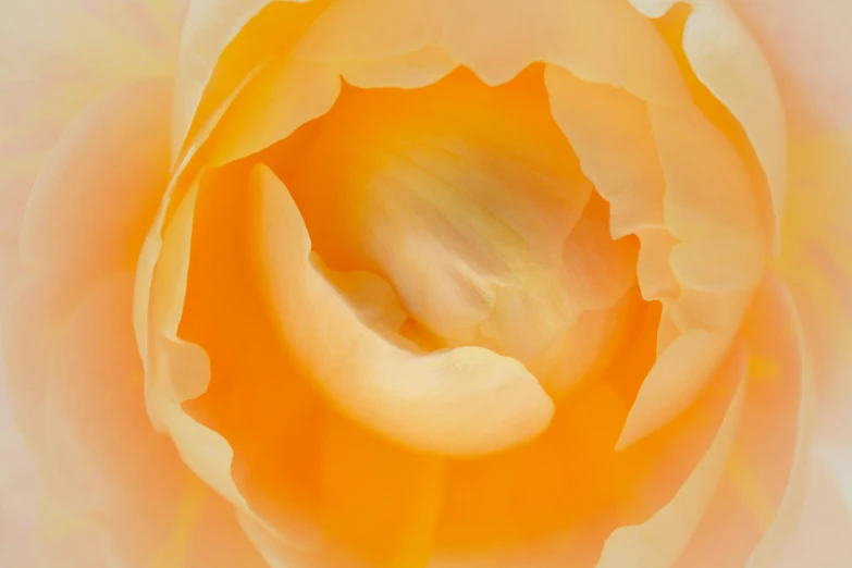 the center of an orange and white flower