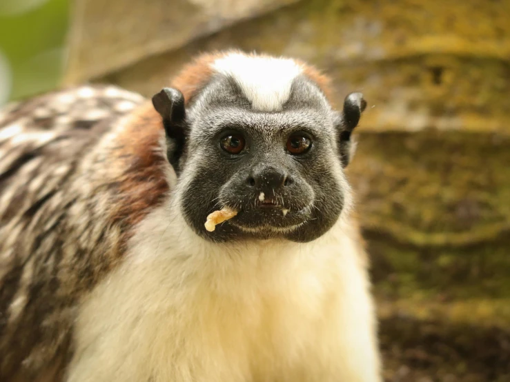 a monkey that has food in it's mouth