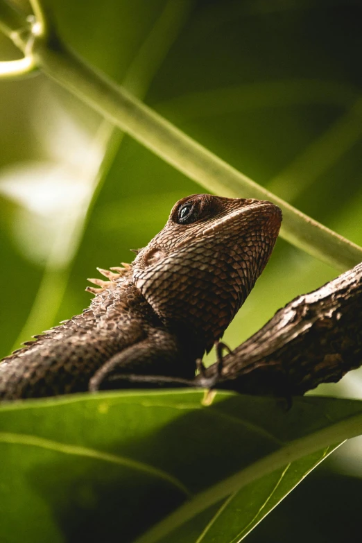 a lizard resting on the side of a leafy nch