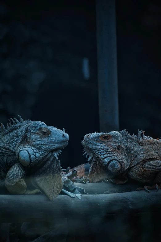 two iguanas that are side by side