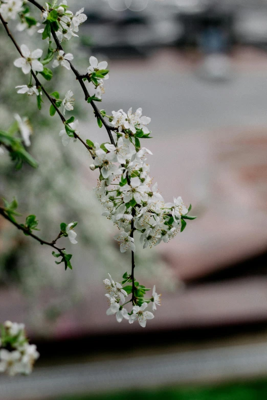 some white flowers are coming from the nch