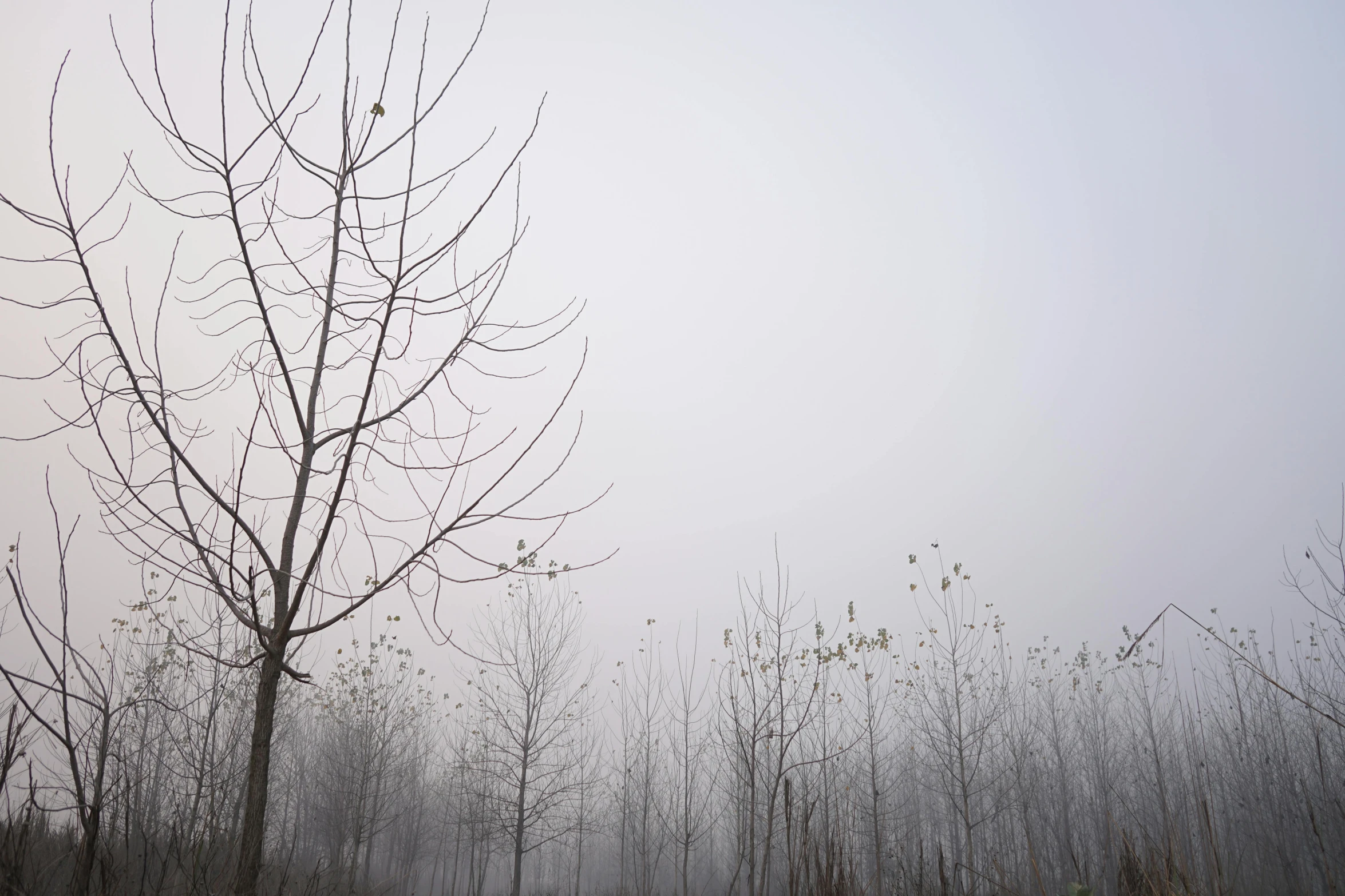 an airplane is flying over a field of trees