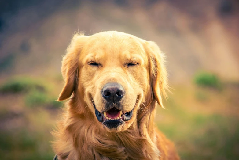 a golden retriever dog in a field panting