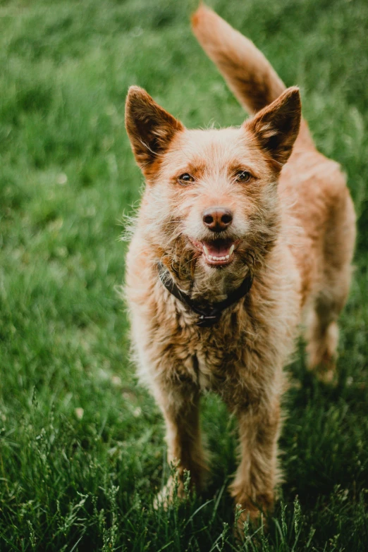 a young, wet brown dog standing on a green grass covered field