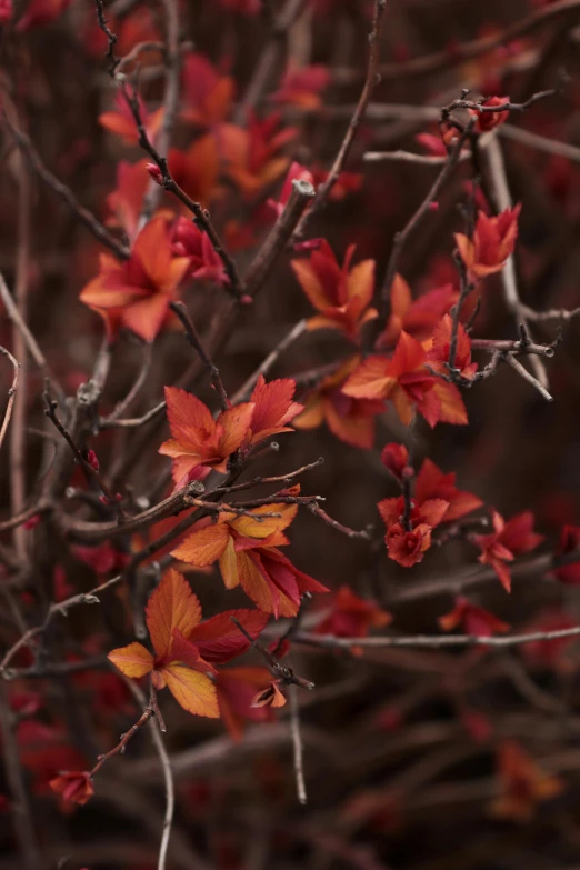 a plant with red, yellow and orange leaves