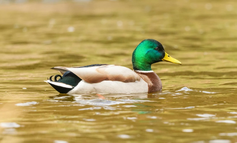 a green and yellow duck swims through the water