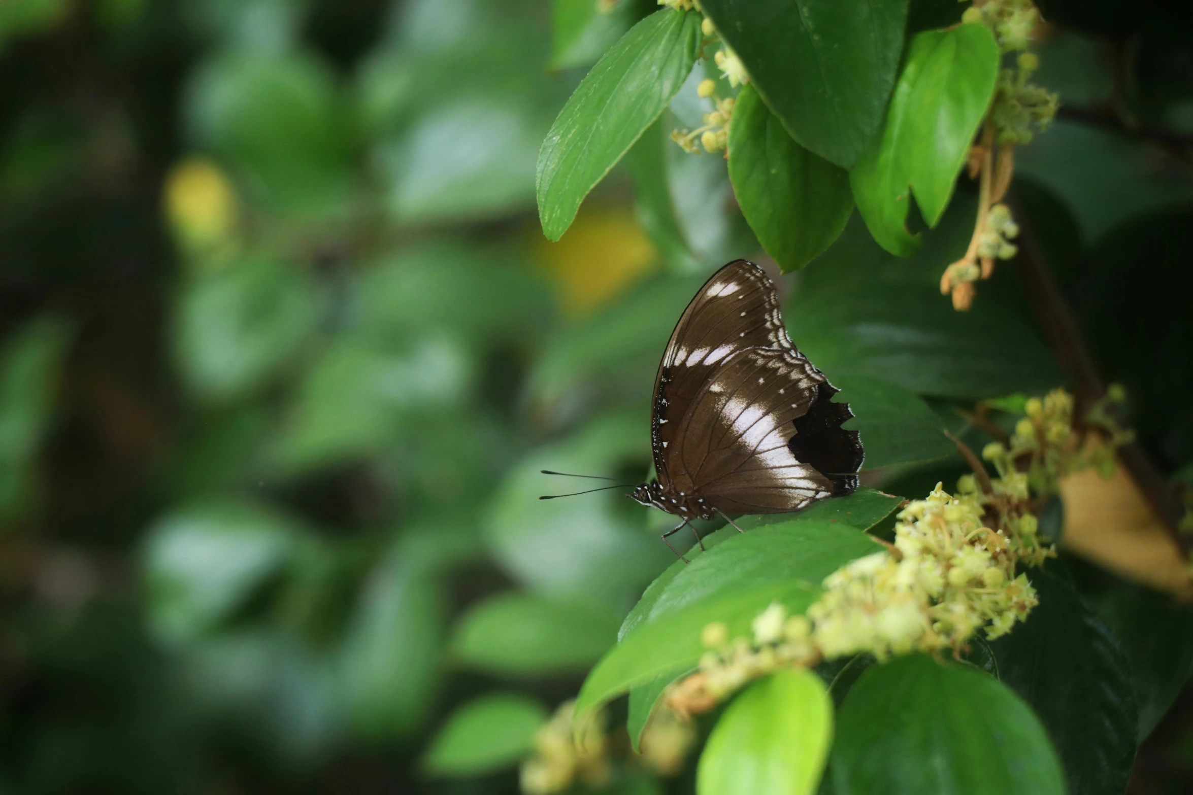 an exotic looking erfly sitting on a green leaf